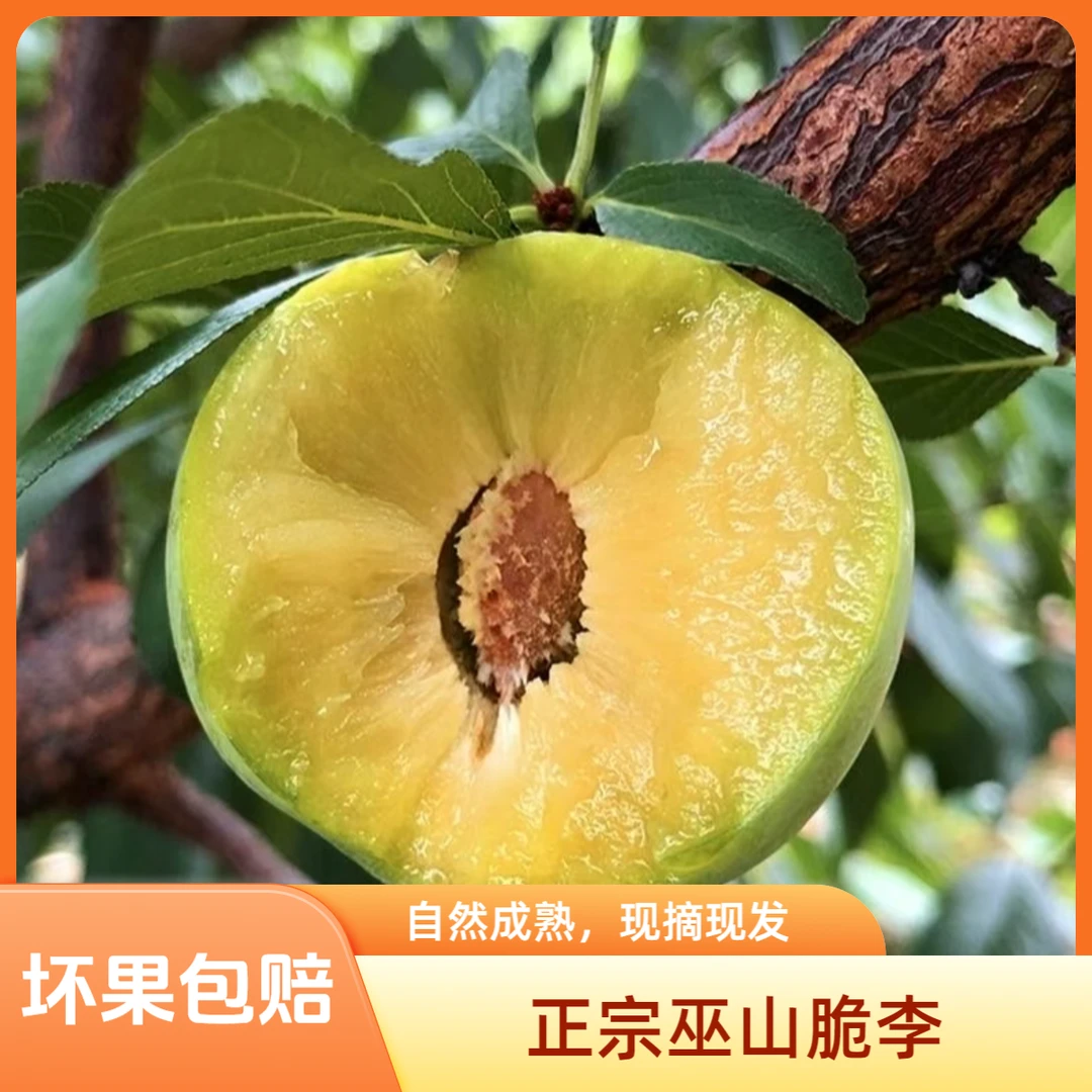 巫山脆李青脆李脱骨李新鲜当季孕妇水果爽口清脆甜李子【顺丰空运】