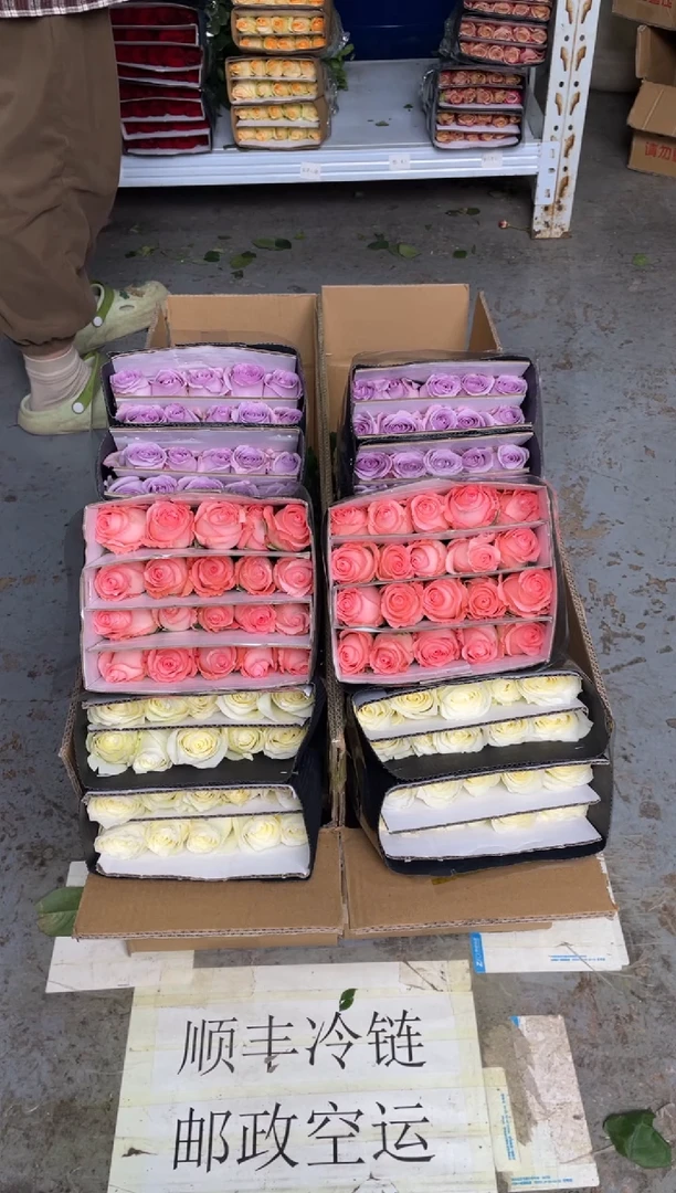 骄傲20枝+戴安娜20枝+海洋之歌20枝