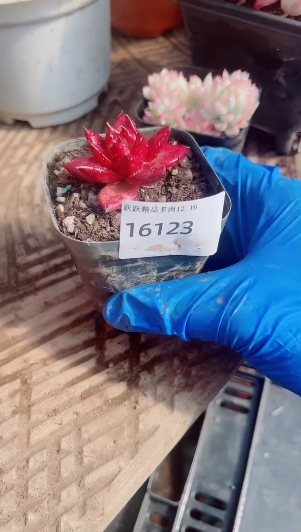 有**?跃跃精品多肉16123