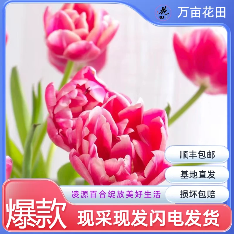 【草莓松饼郁金香】顺丰包邮到家，保质保量保新鲜