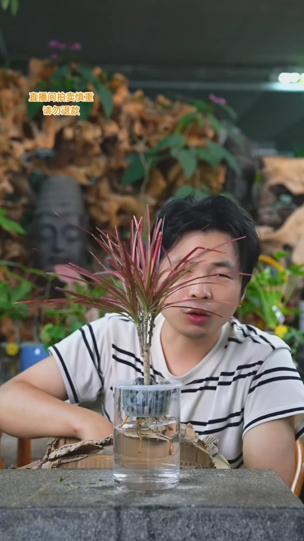 当前无花栽培后可以开花千年木345T