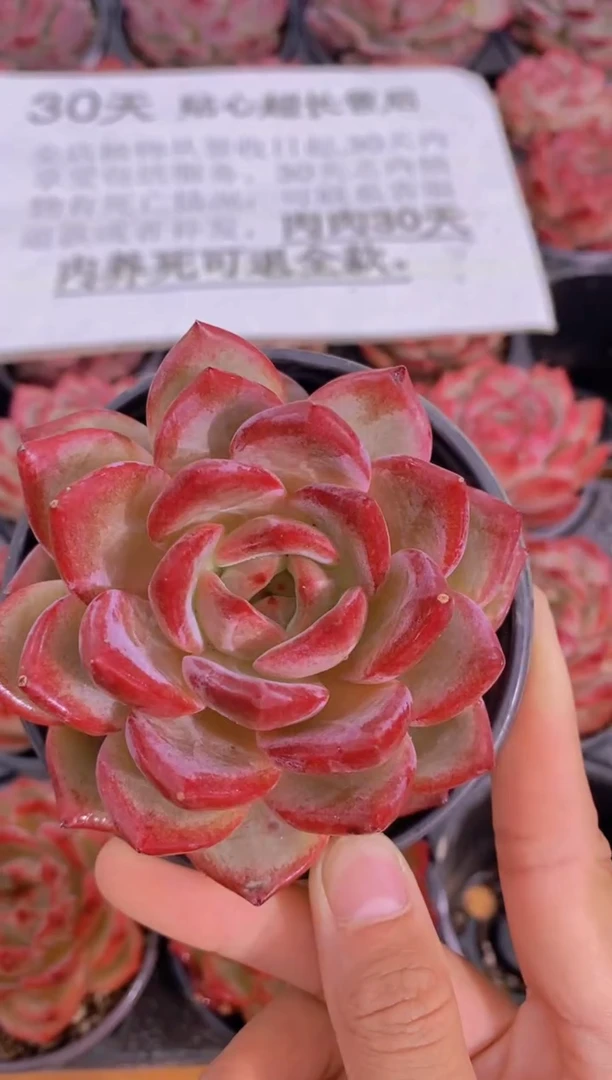 A352-夜魔侠大母本7cm带盆土（量拍