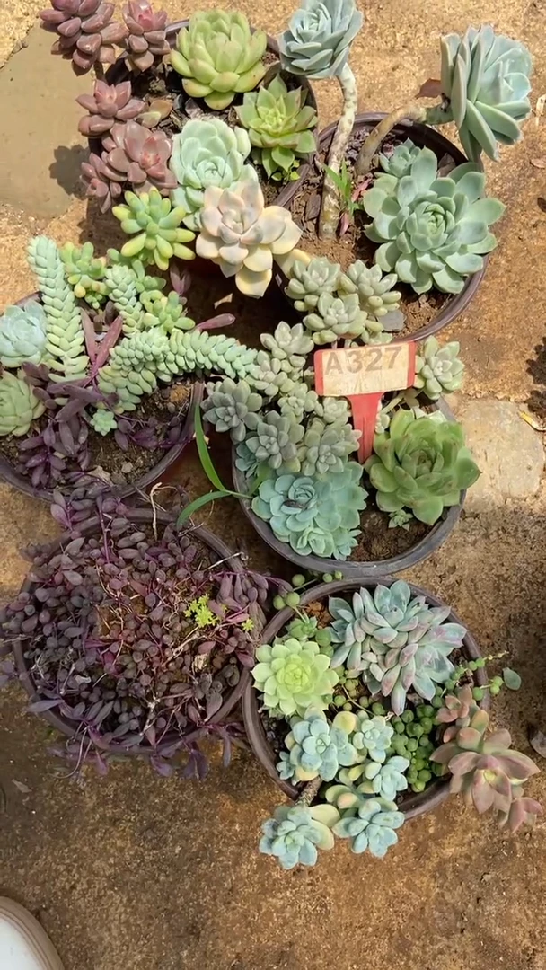 A327闪购清风花木兰多肉组合脱土发货