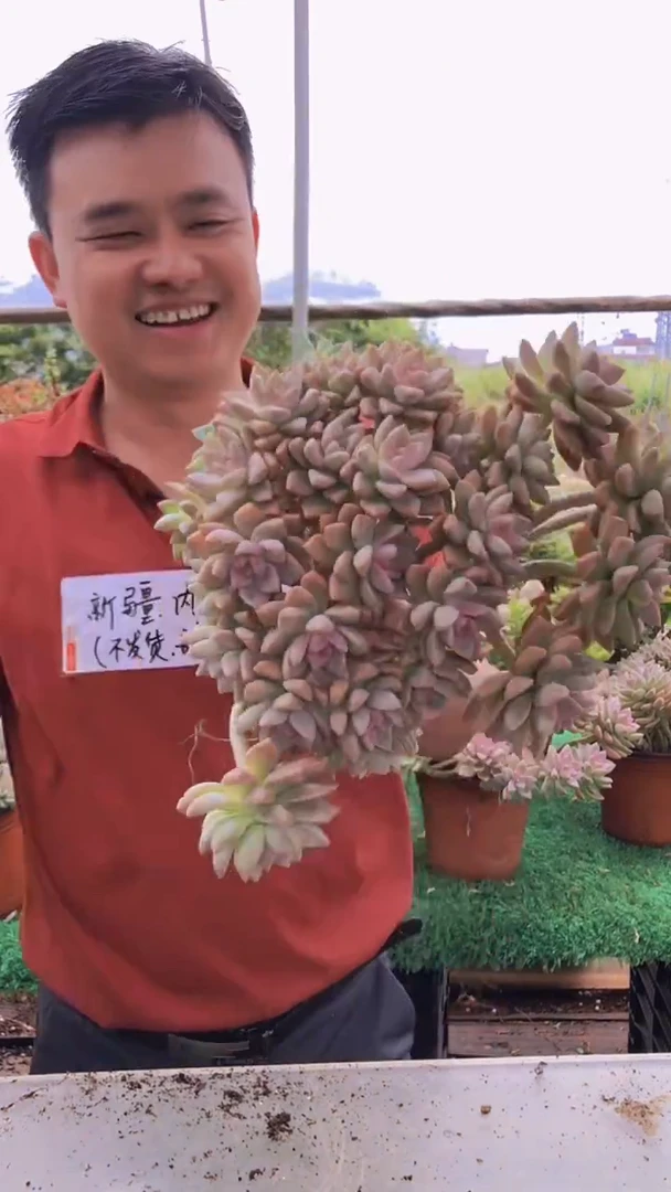 309淡雪缀化一物一拍