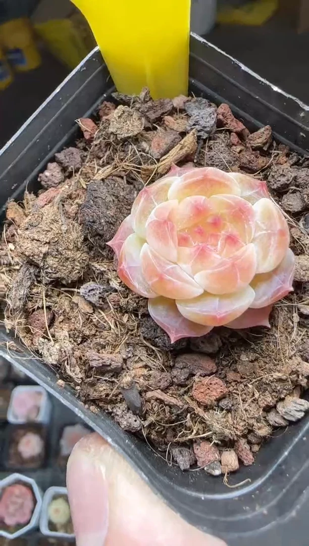 【闪购商品】一物一拍0115—488