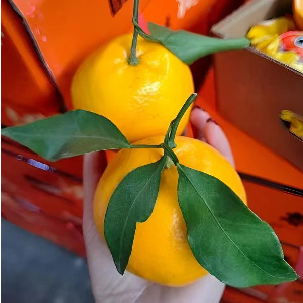 春见耙耙柑 甜蜜爆汁 礼盒九斤装