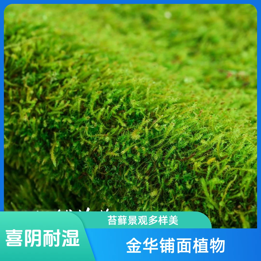 鲜活苔藓微景观盆景专用蒲面青苔纱布短绒苔藓庭院草皮雨林水陆缸