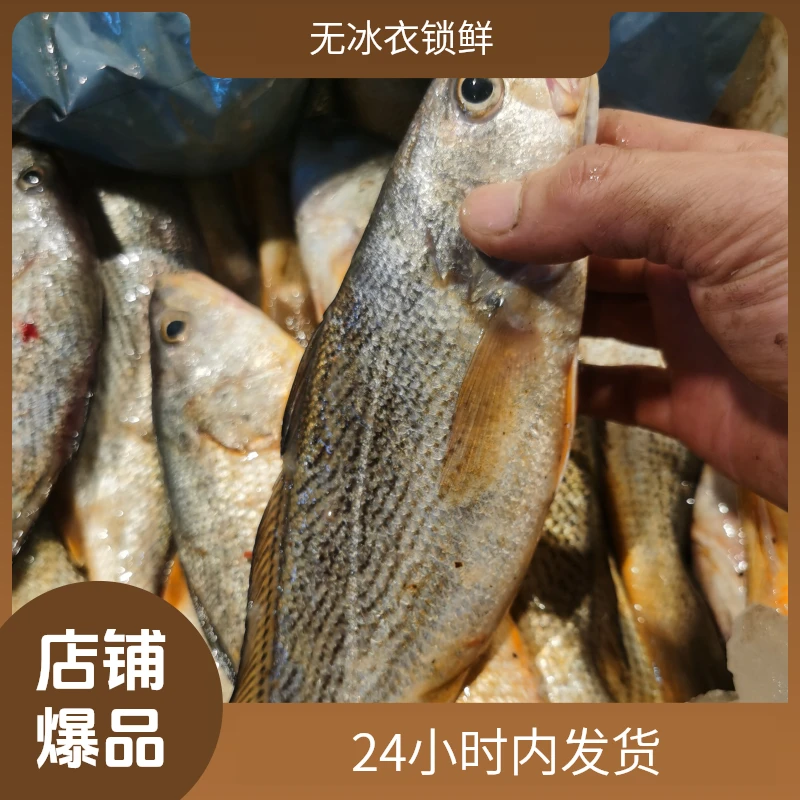 野生海捕黄姑鱼 春子鱼 黄山鱼新鲜无冰衣速冻发货