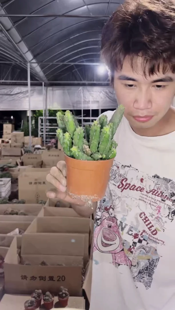 多头 水仙情郎【带根】