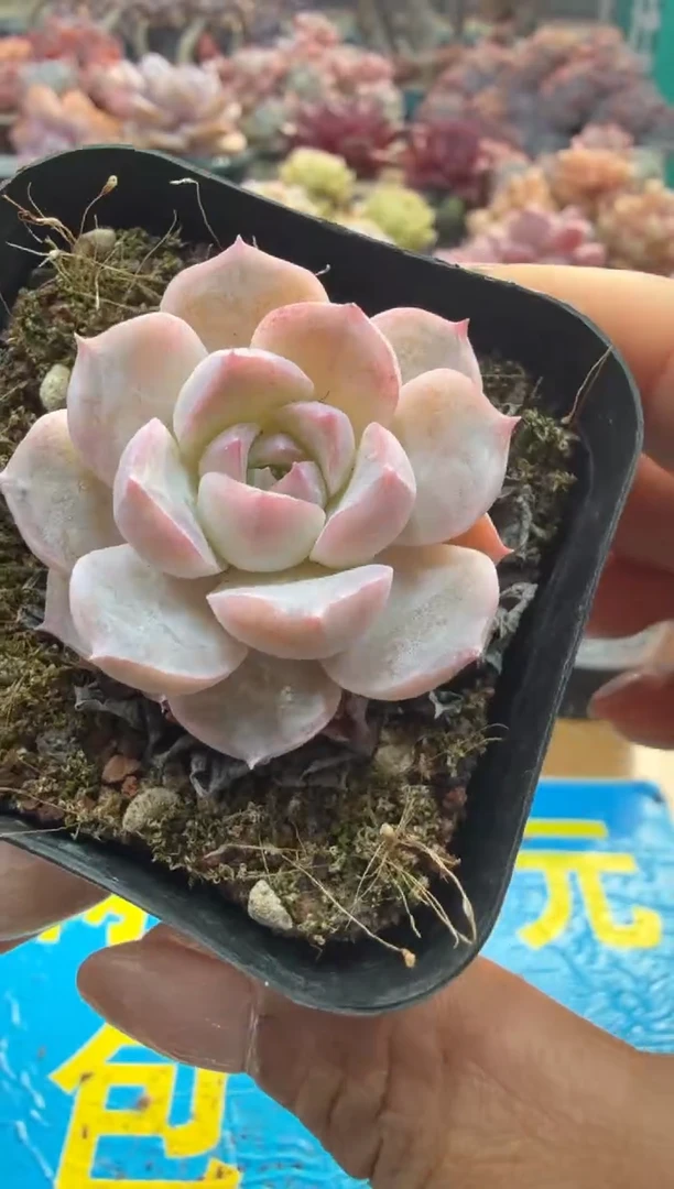 东云多肉园二店-268