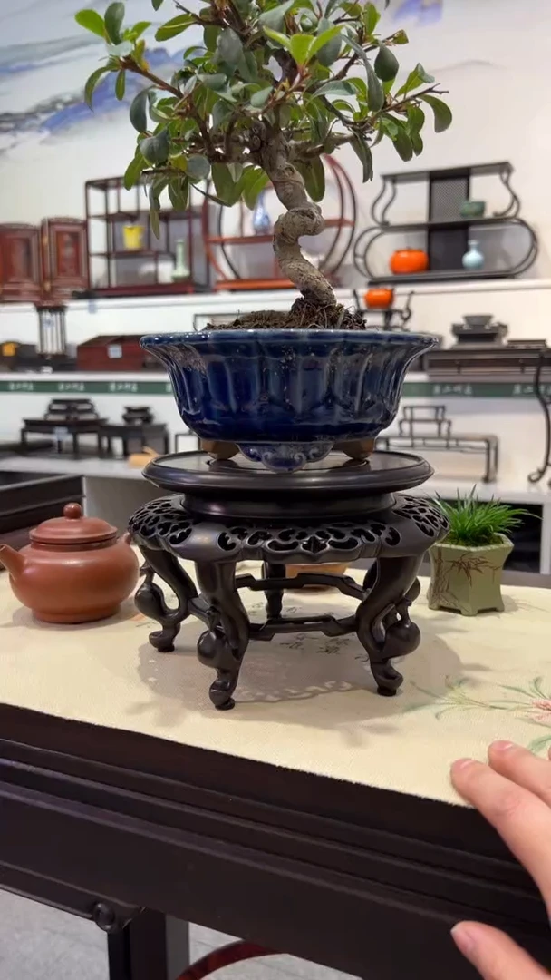 【闪购商品】紫砂1紫砂紫砂紫砂紫砂紫砂1