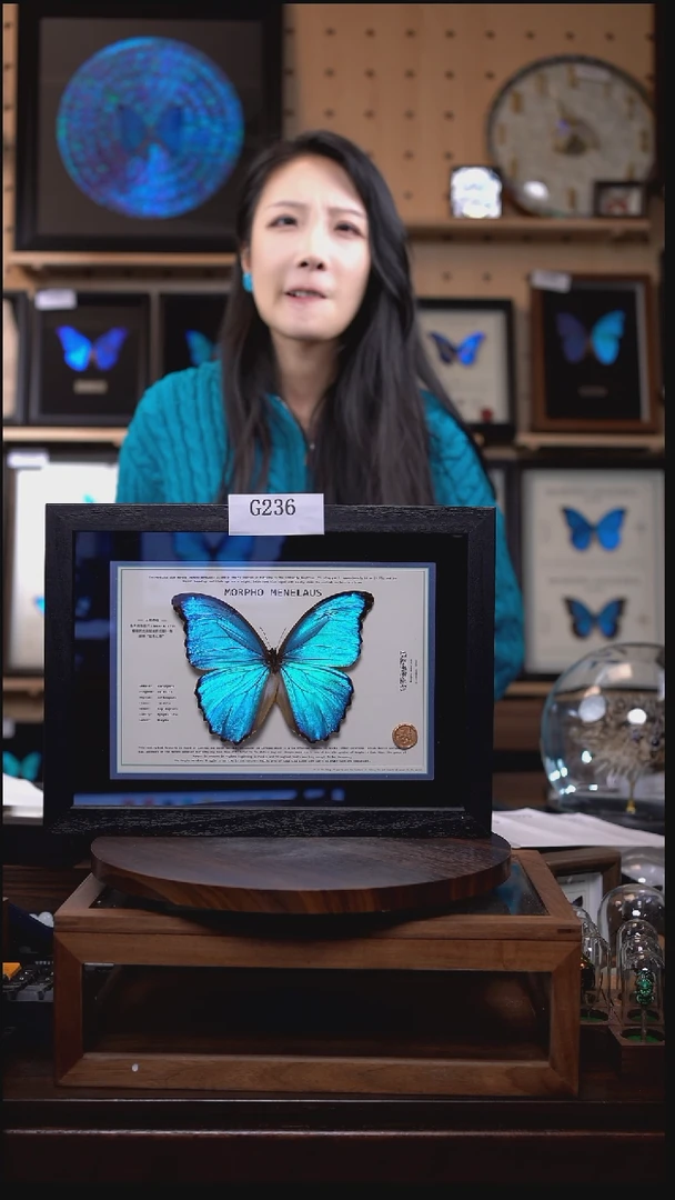 优**饼微瑕蝴蝶标本摆件一口价g236
