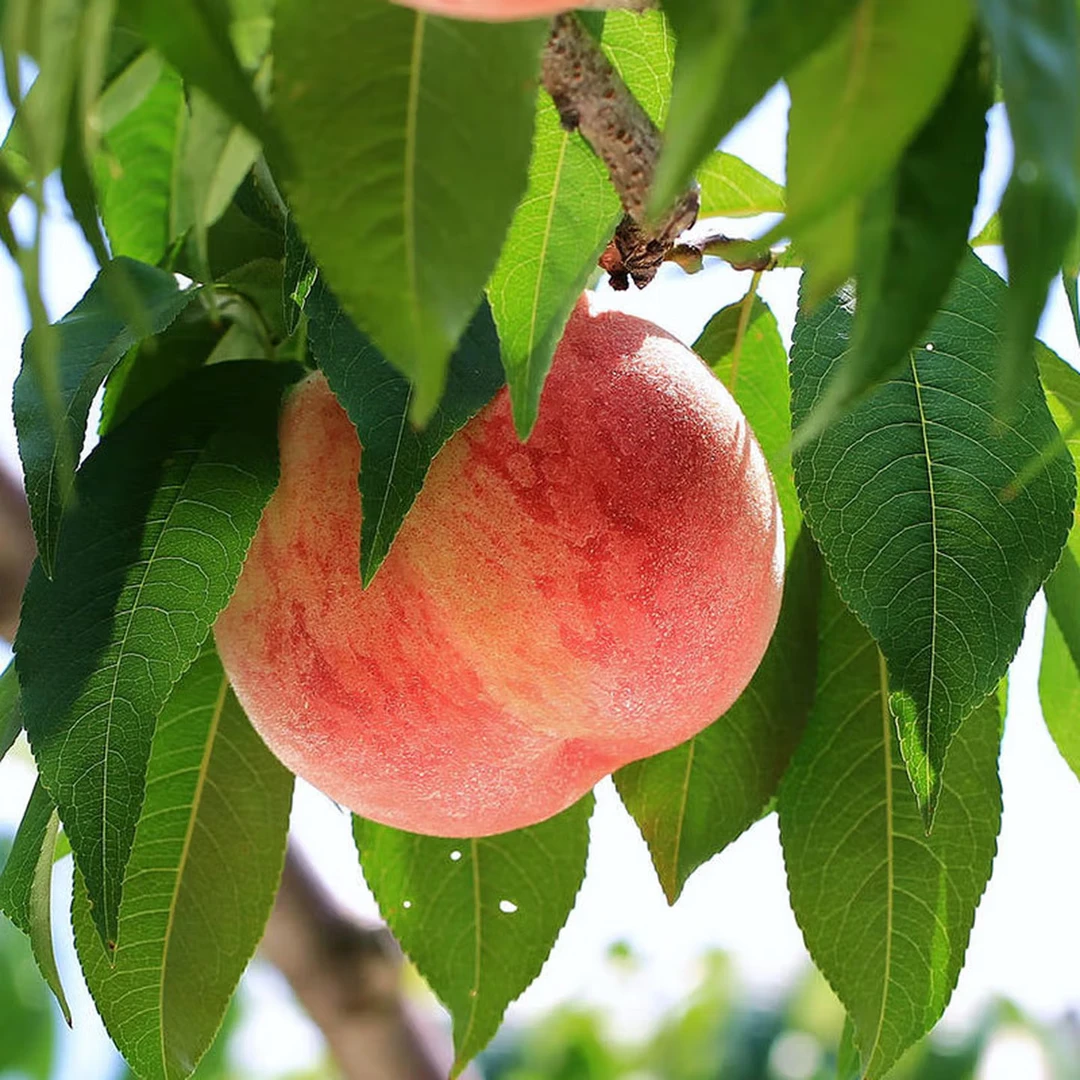河北新鲜红久保水蜜桃脆软两吃鲜甜多汁当季应季水果整箱包邮