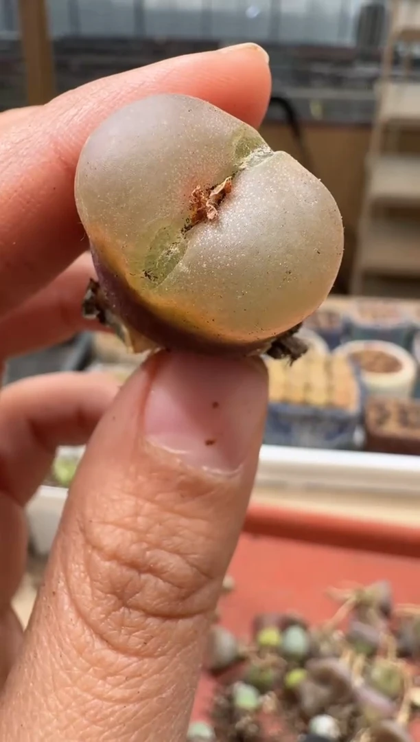 多肉植物肉锥2-290