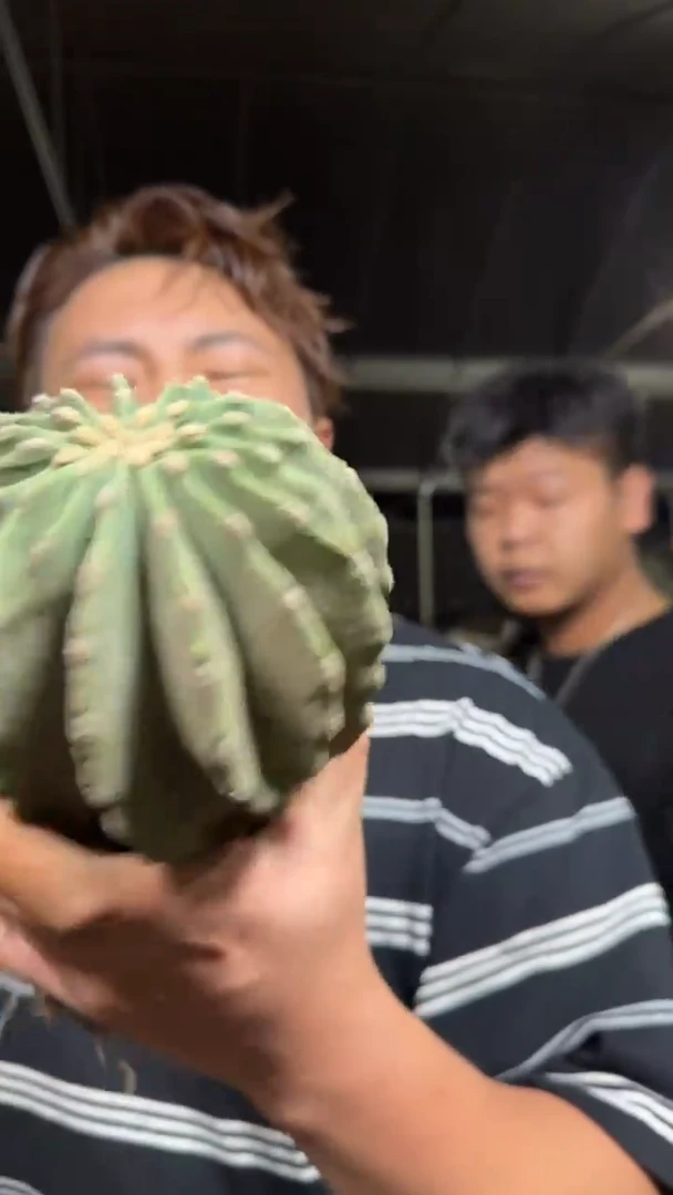 大号 无刺王冠龙【带根】