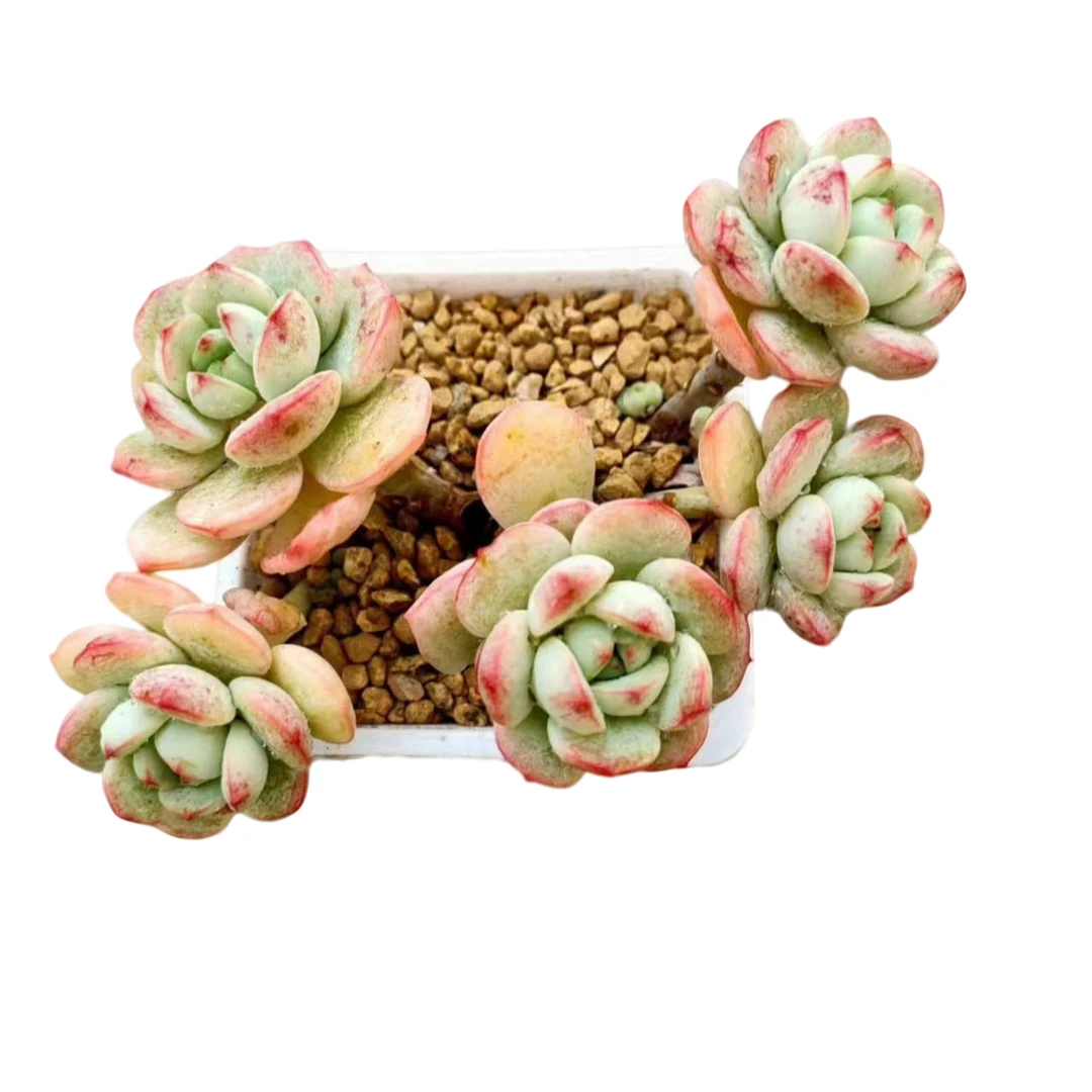 香草 满15元包邮 云南多肉基地 质量新手保证好养好活耐旱价格好