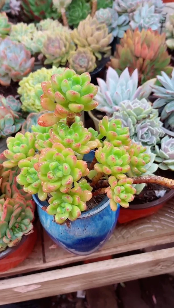 啊*姐16052多肉植物一物一拍