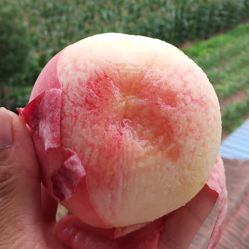 【达吾水果】精品四川龙泉驿水蜜桃礼盒装(同城骑手配到家)500g起四川省