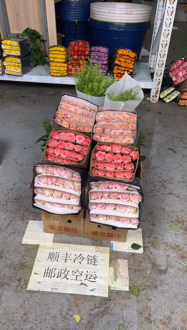 粉红20枝+戴安娜20枝+卡布20枝+绿林草