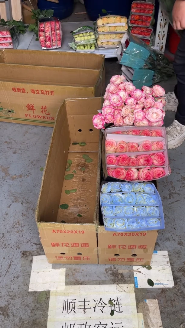 艾沙20枝+碎冰蓝20枝+折射10枝