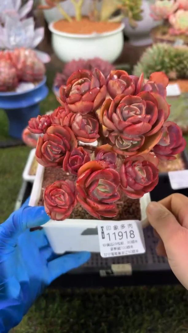 【闪购商品】11918