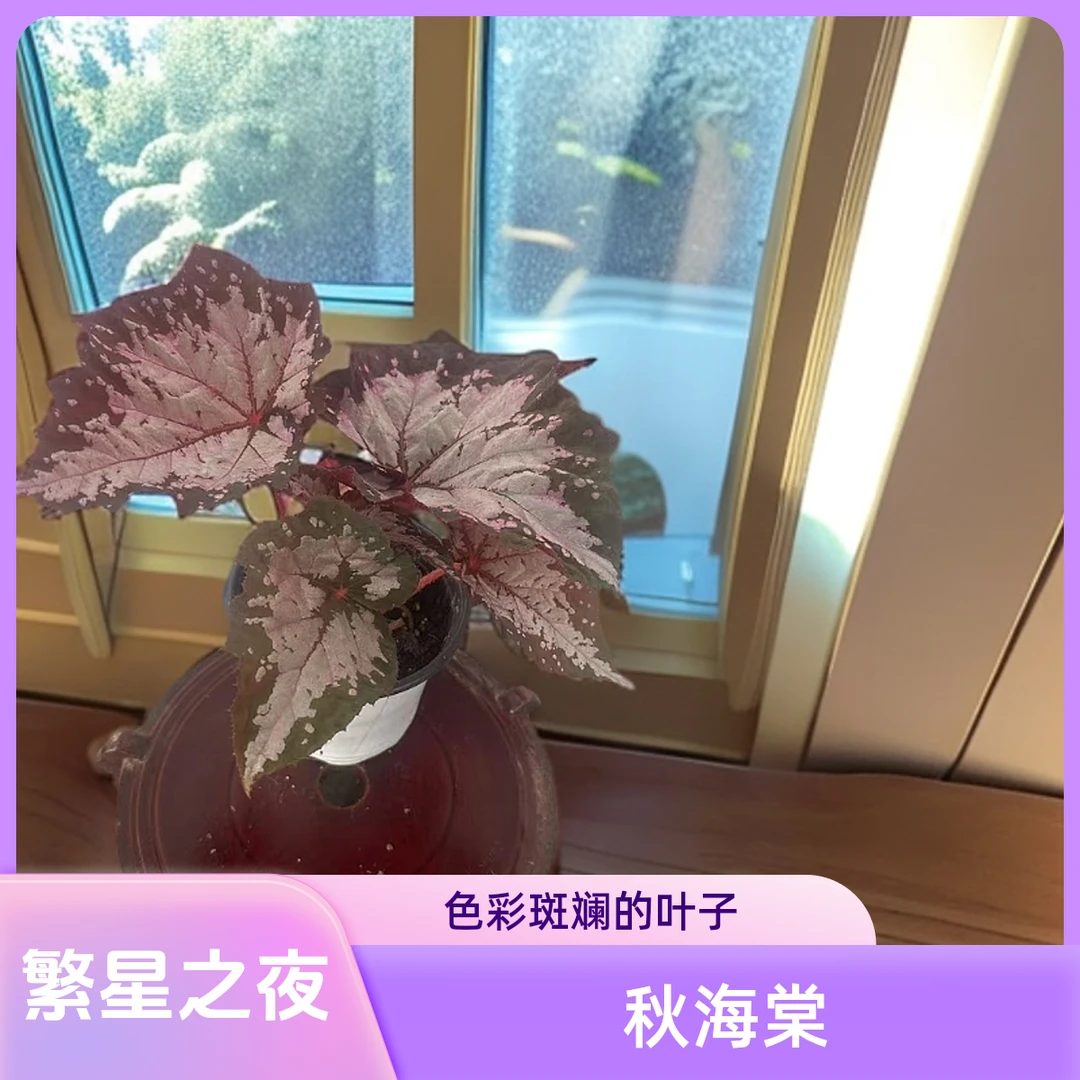 繁星之夜 秋海棠热植 福利款不包叶损