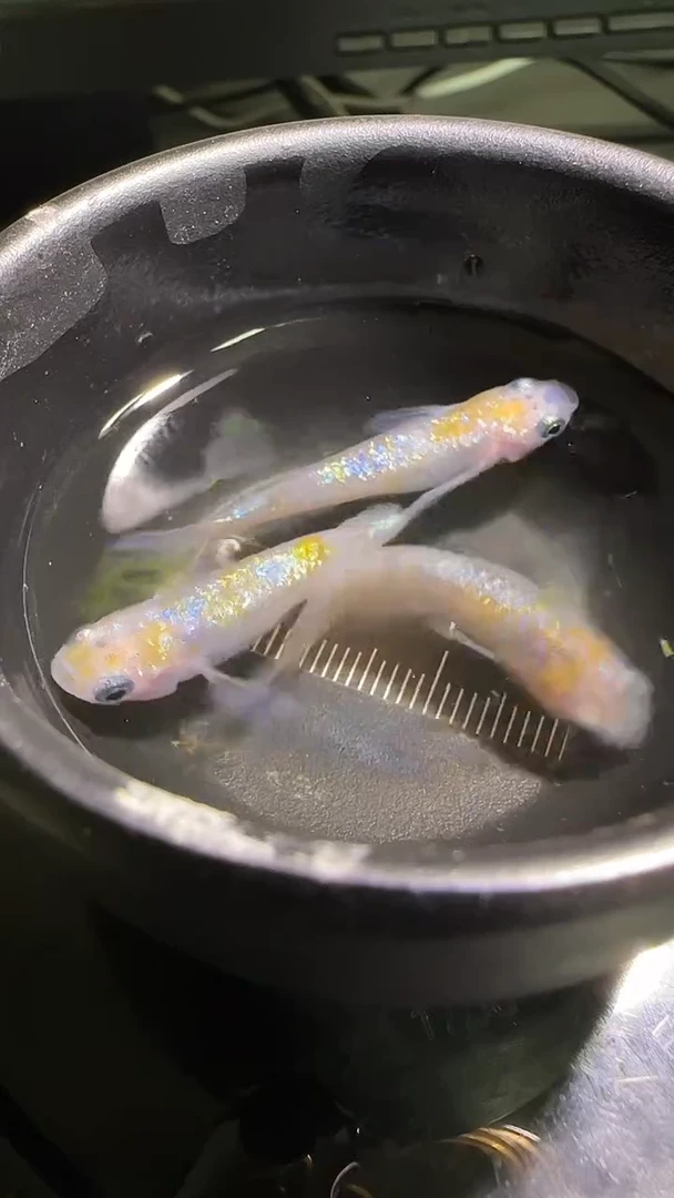 海水鱼观背青鳉观背青鳉217