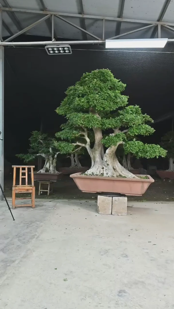 不开花植物憨*哥对节白蜡
