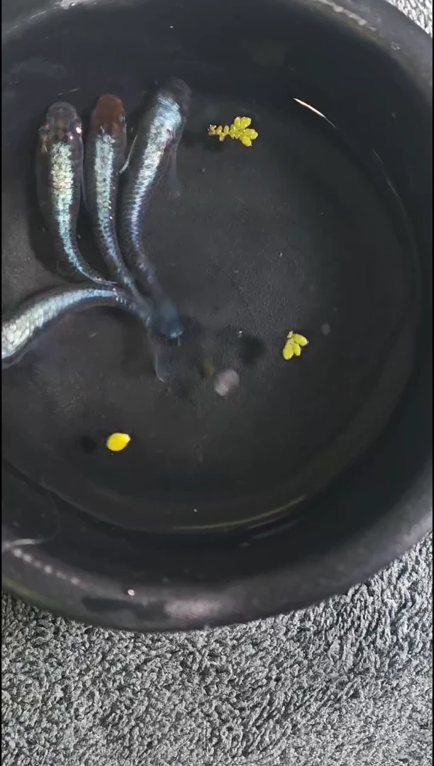 青鳉鱼观背青鳉23