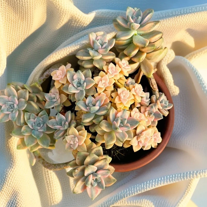 （美杏锦） 自然锦 整桩 脱土发  （满15包邮）佳佳乐多肉