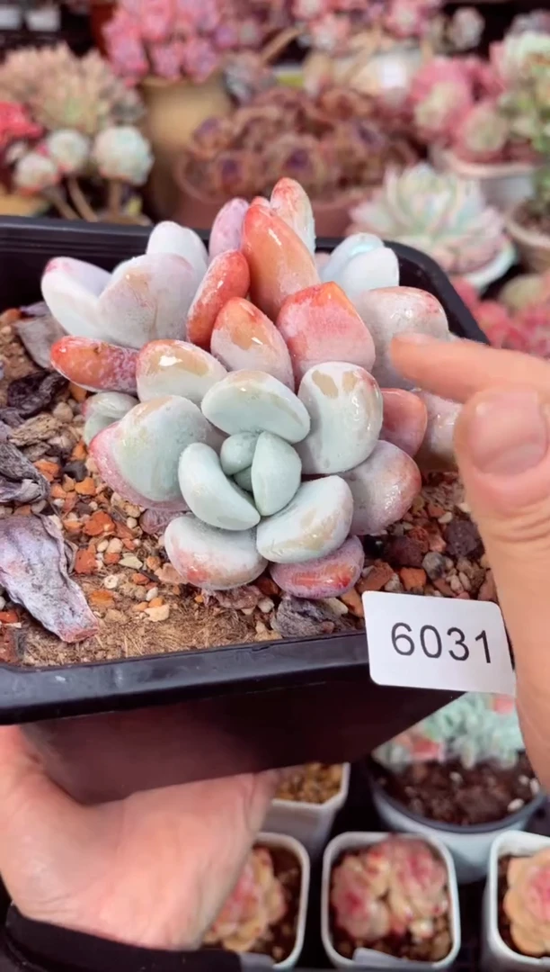 【闪购商品】6031三头粉兔多肉