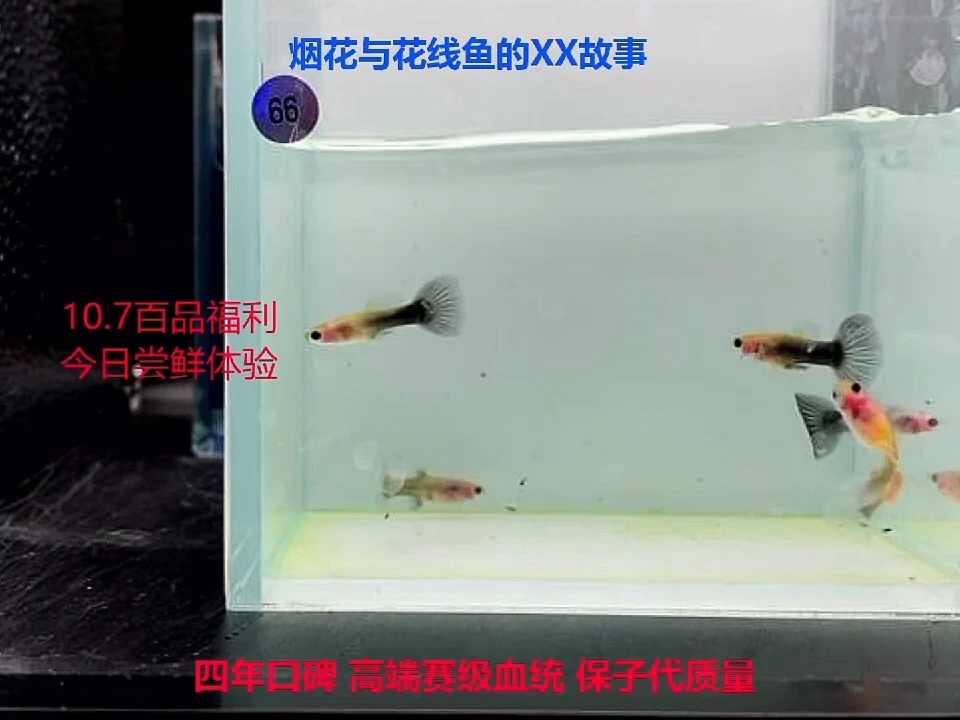 孔雀鱼蓝礼服玻璃猫1对2对