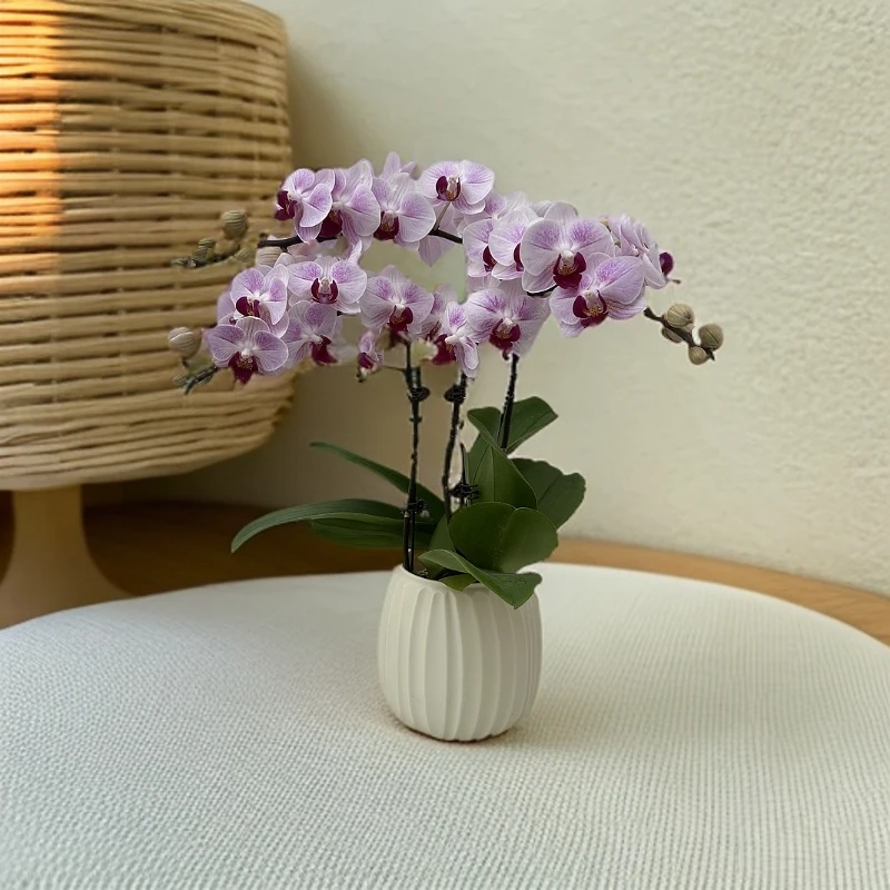 【红梅貂蝉】蝴蝶兰 好养耐养花期长 苗情优质 基地直发