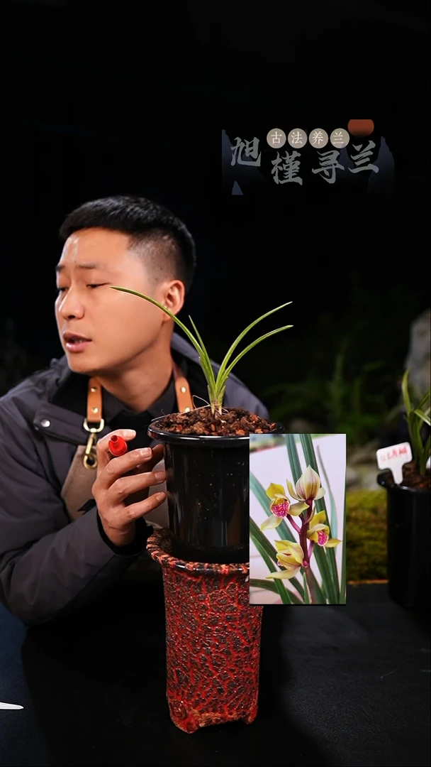 当前无花栽培后可以开花大**河蕙兰红舌荷瓣（一物一拍）