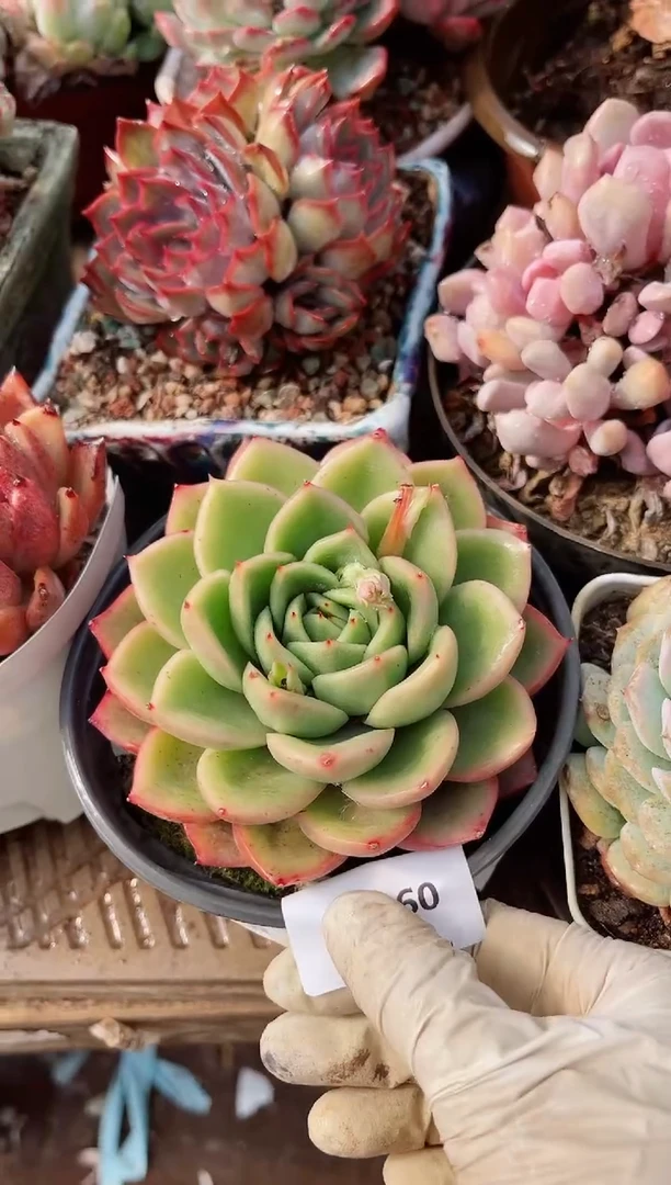 【闪购商品】09183