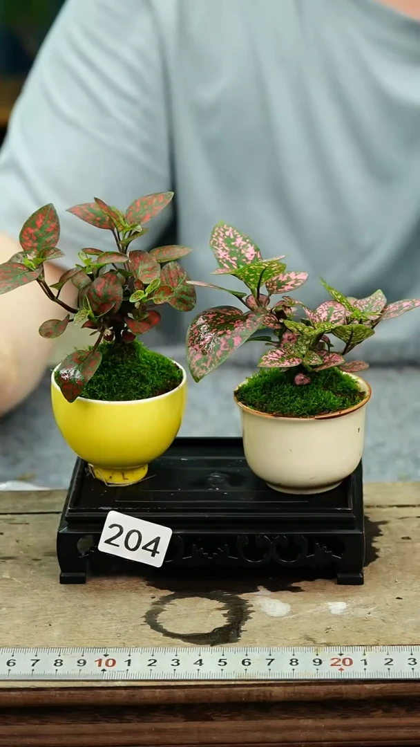 无花朵苔藓微景观204号