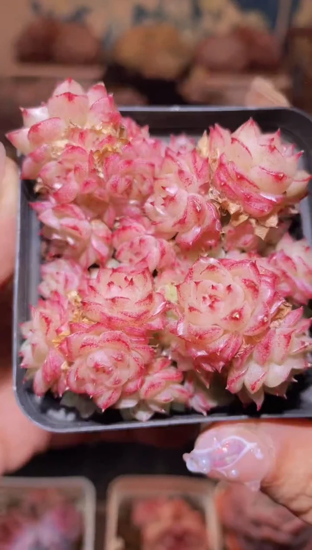 【闪购商品】067桃花酒群