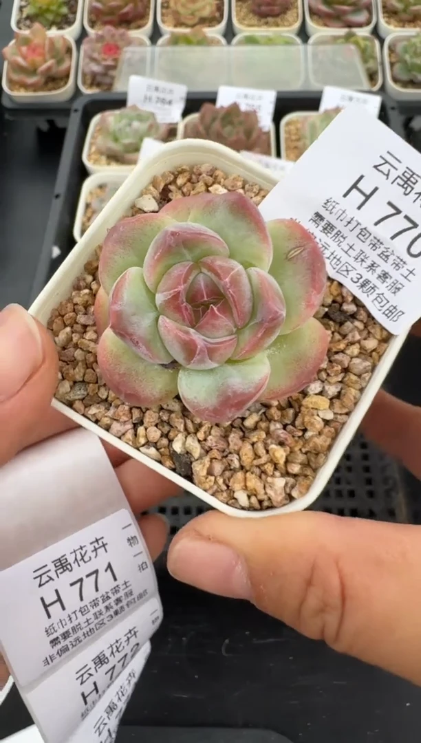 770H云禹多肉植物 带盆土纸巾打包 当天拍3颗包邮