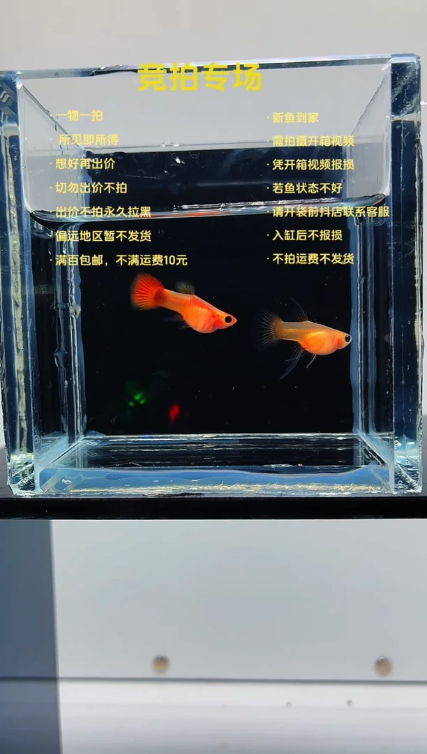 孔雀鱼皇家落日球C一对-15