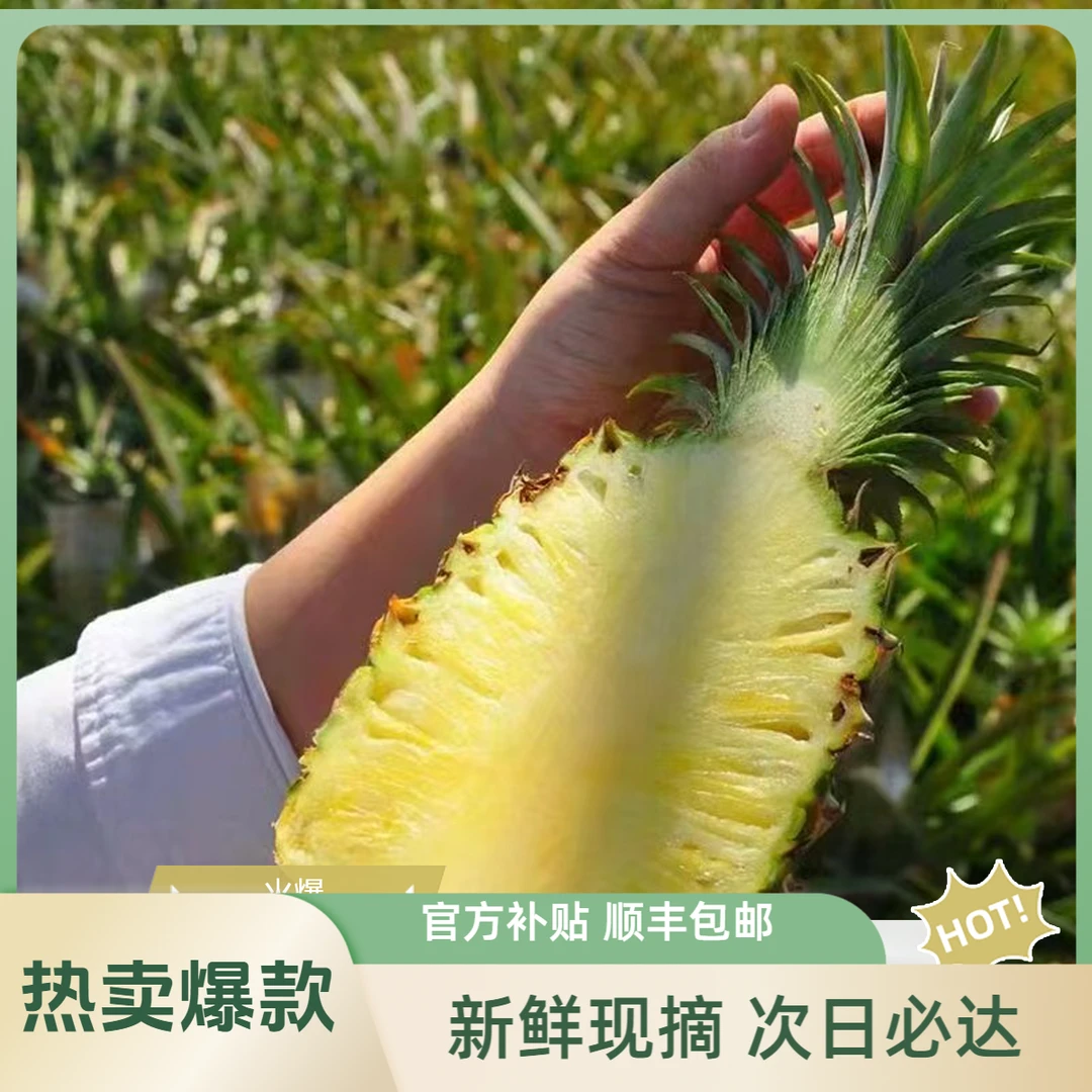 【次日必达】菠萝香水菠萝4.5-5斤多汁饱满新鲜现摘香甜 顺丰包邮