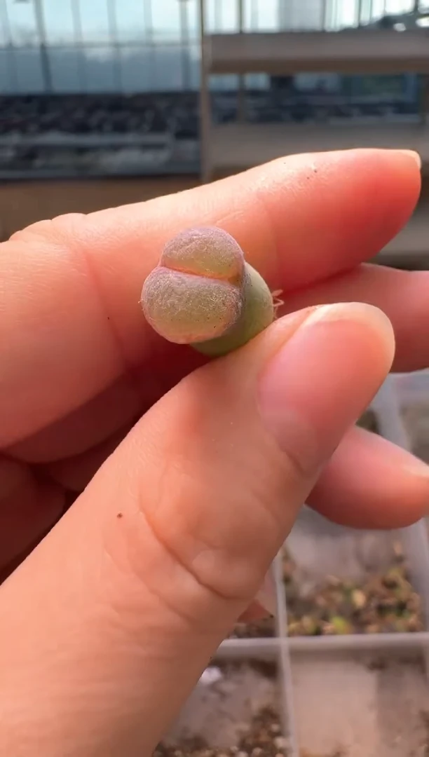 2-293多肉植物肉锥