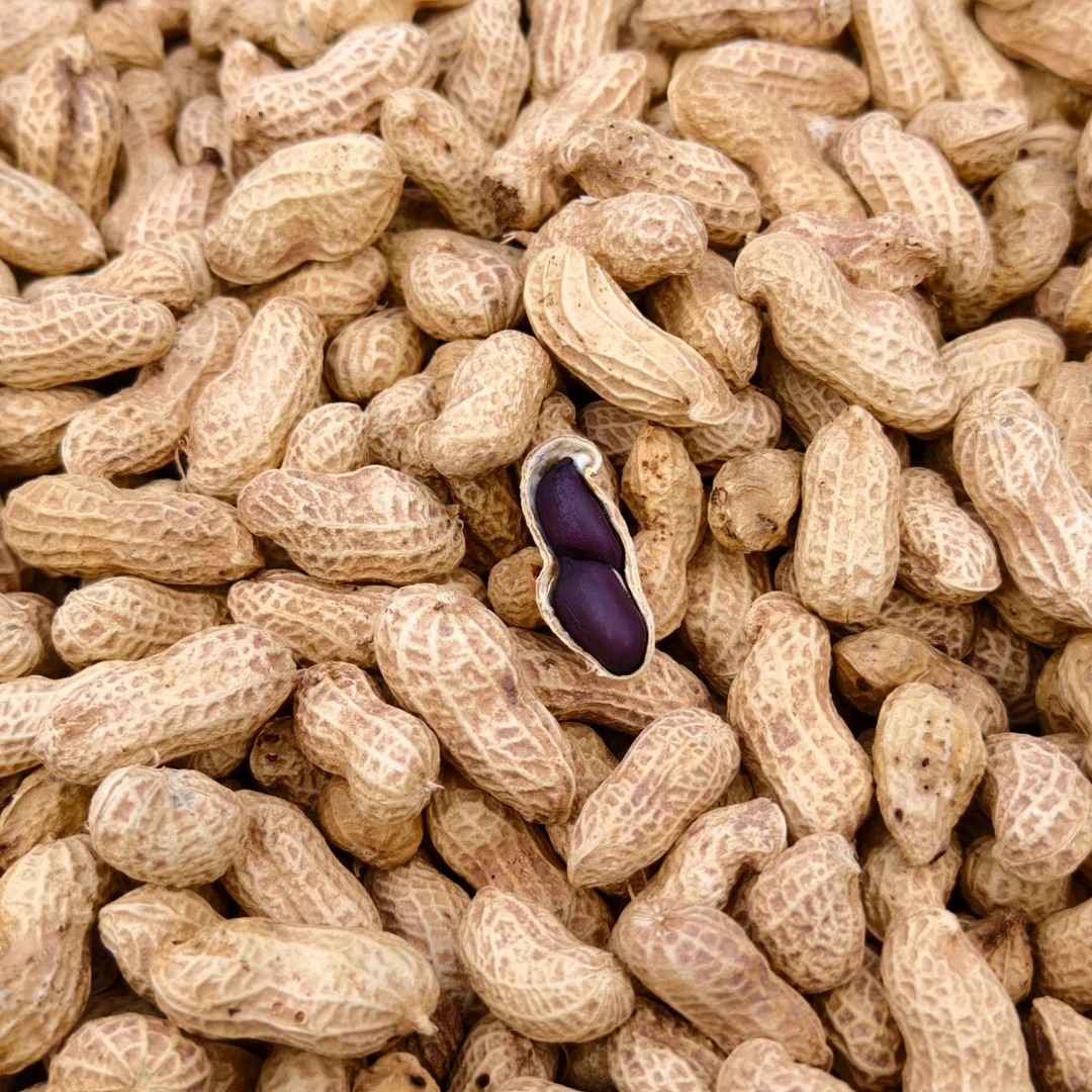 重庆自然晒干当季新鲜带壳花生生花生新货现挖黑花生含花青素