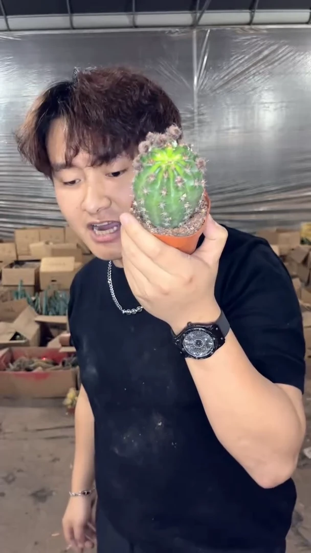 2颗 单头 极光【带根】