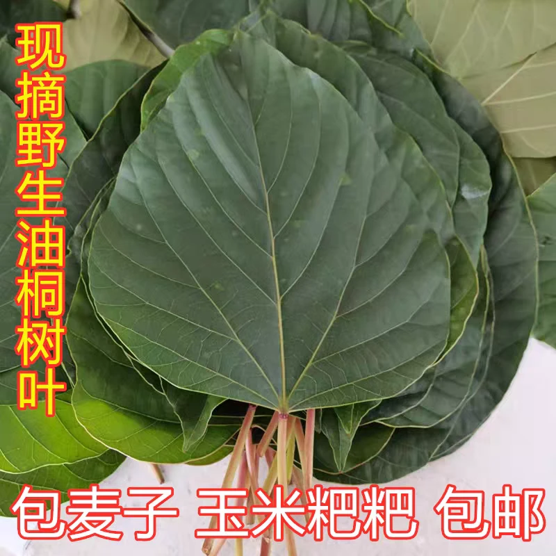贵州新鲜现摘桐子叶粑粑叶油桐子树叶
