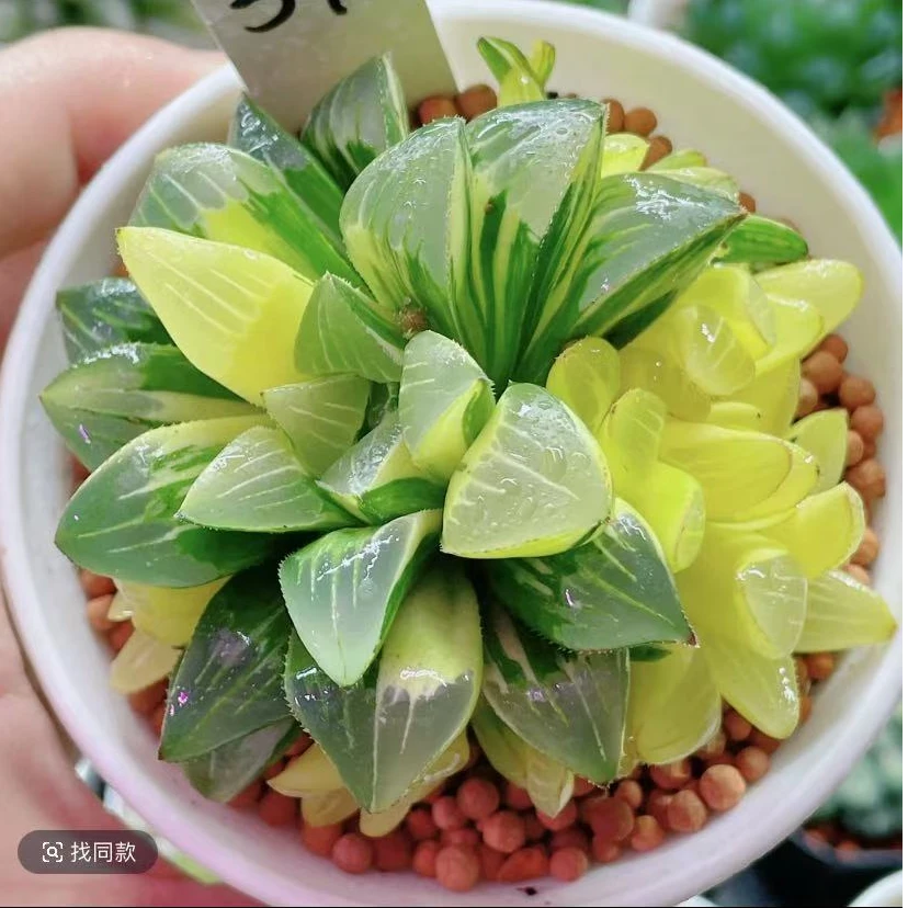 姬寿锦【满18包邮】基地培养盆发货