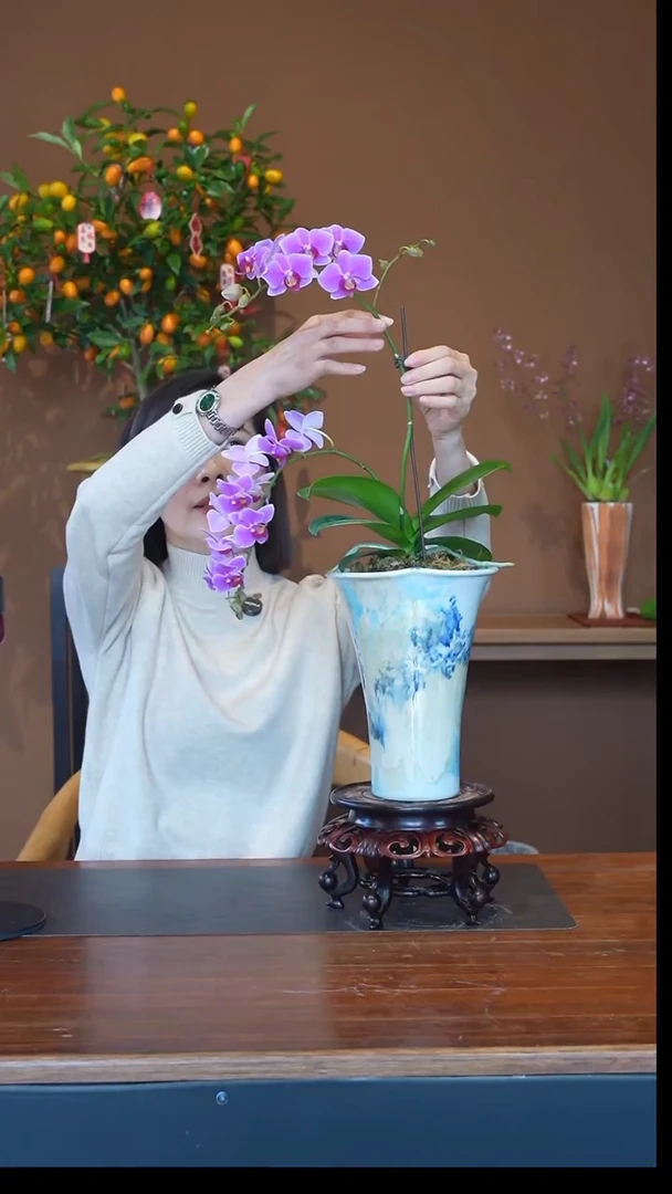 全部花朵粉珠帘盆景盆景盆景
