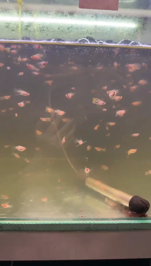 孔雀鱼黑金蕾丝c小压成10条