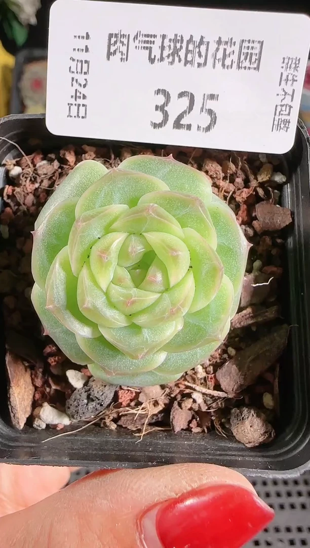 1124-325a29群生不包整