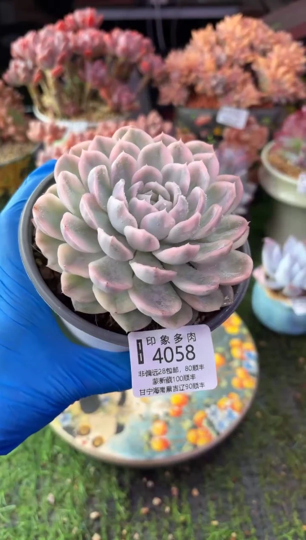 昆明印象多肉4058