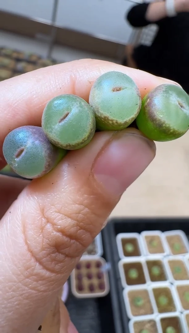 【闪购商品】31-9安格一颗